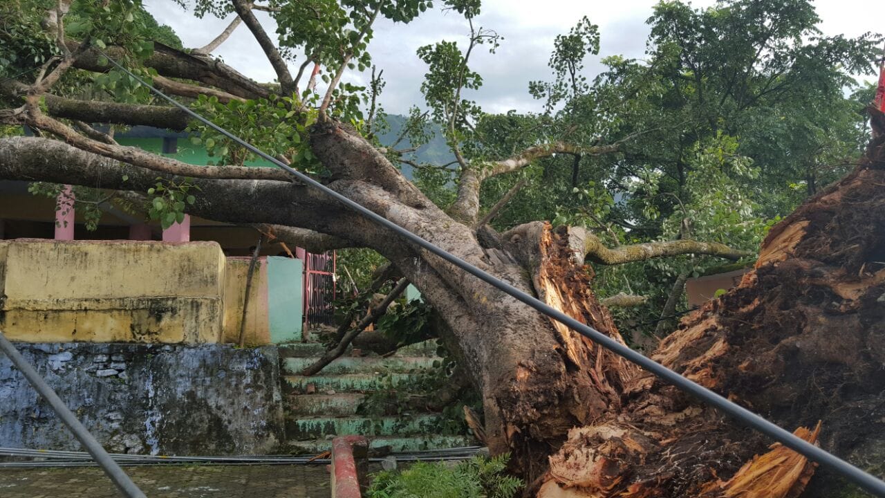 tree fall on houses in gopeshwar.