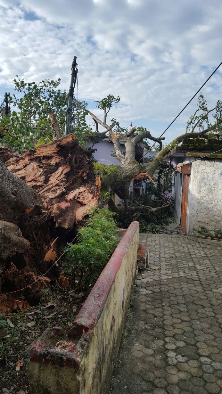 tree fall on houses in gopeshwar.