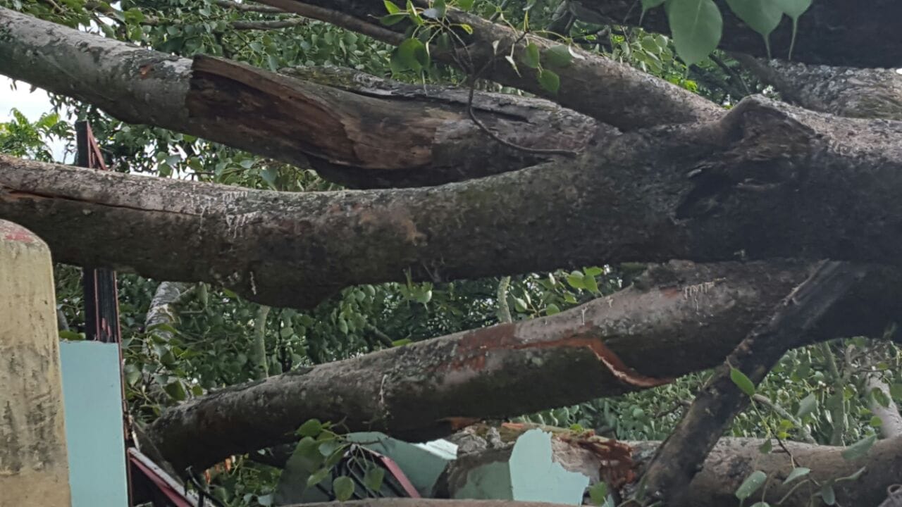 tree fall on houses in gopeshwar.