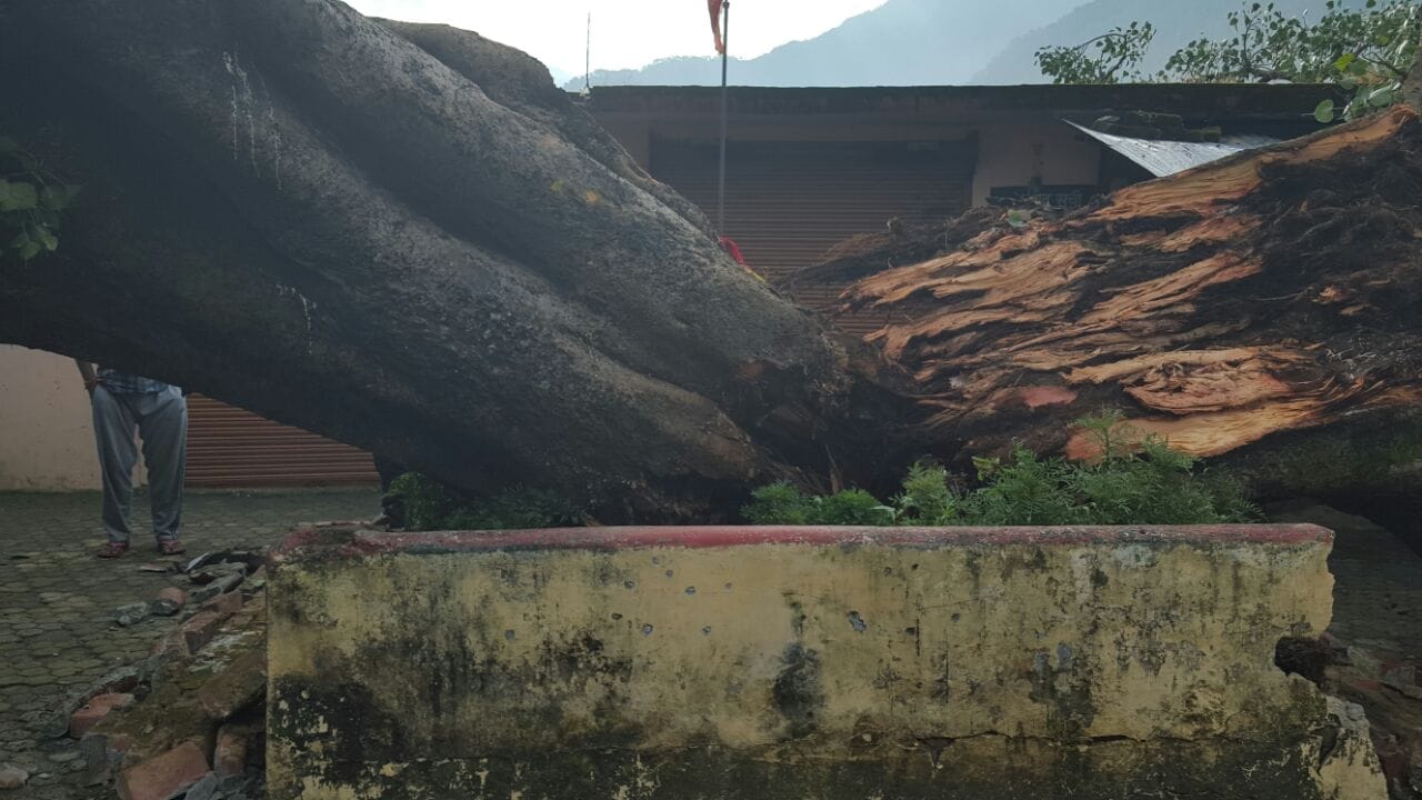 tree fall on houses in gopeshwar.