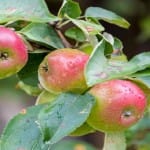Prices of apples and tomatoes are same after surgical strike
