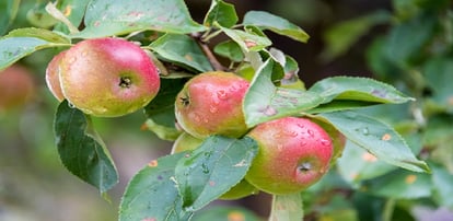 Himachal: Now apples are also expected to be expensive