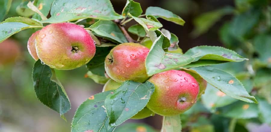 Good News: Now apple will grow on the lines of Kashmir in the lower areas of Jammu division