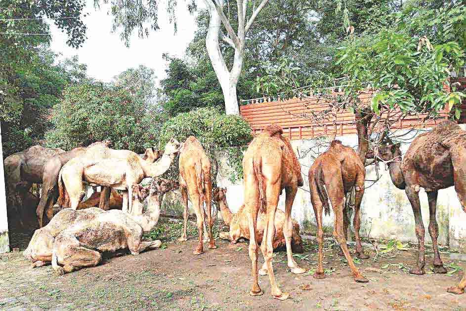 16 camel caught