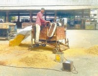 mandi, rice, dhan, fatehabad