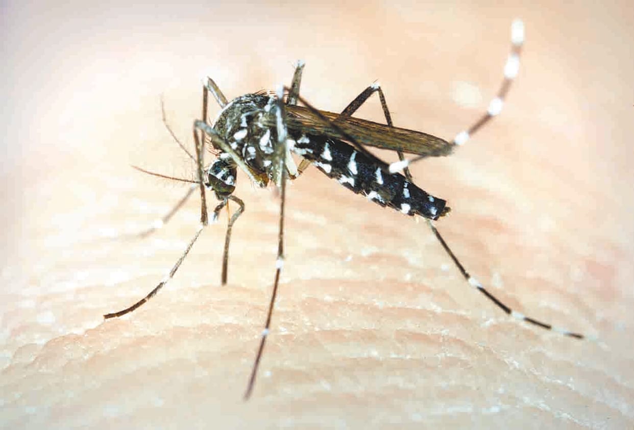 Dengue In Agra Tiger Mosquito Attack