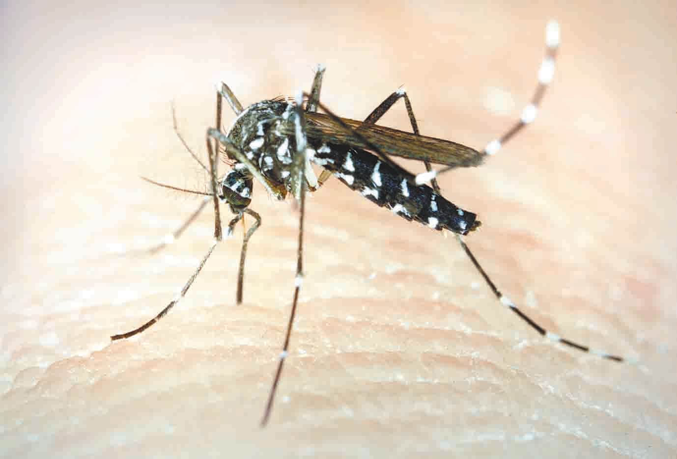 Dengue virus new form alert, causes of dengue mosquito