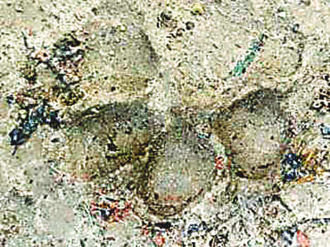 Buffalo died from Wild animals blows