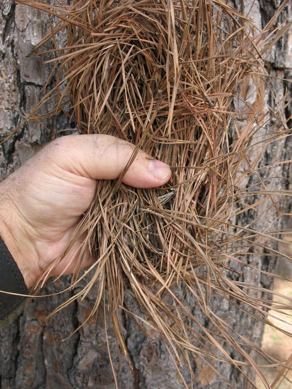 electricity production through dry leaves of pine