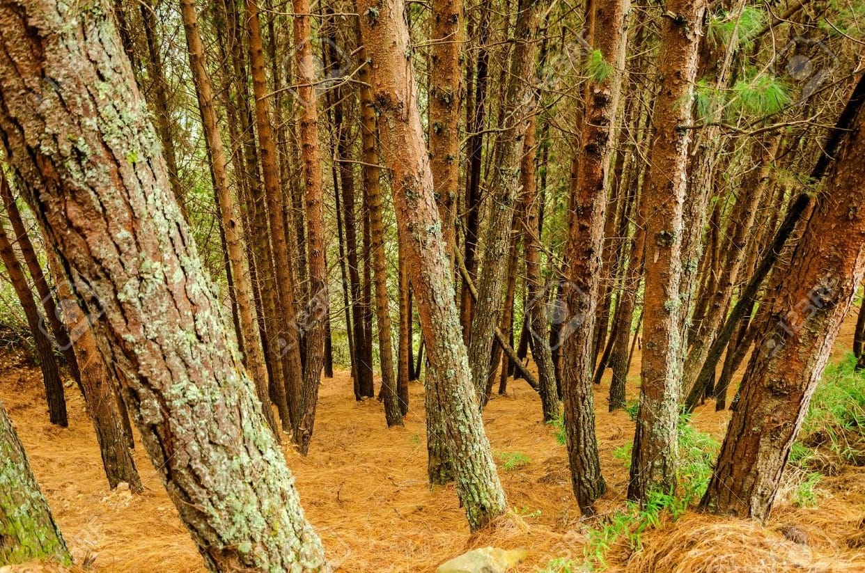 uttarakhand news : bamboo bheemal ringal pirul business will shine in uttarakhand