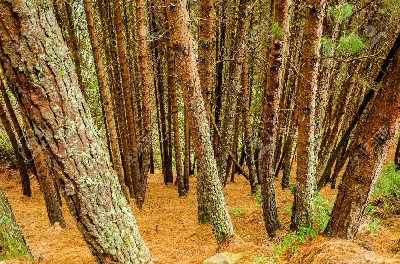 electricity production through dry leaves of pine