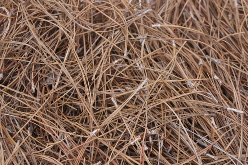 electricity production through dry leaves of pine