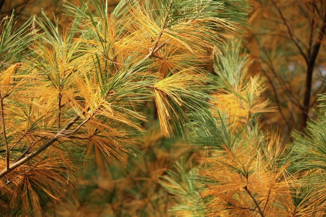 electricity production through dry leaves of pine