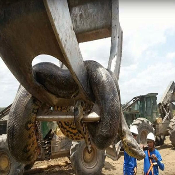 Construction workers discover 10m anaconda on Brazilian building site