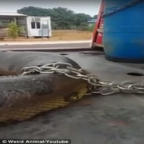 Construction workers discover 10m anaconda on Brazilian building site