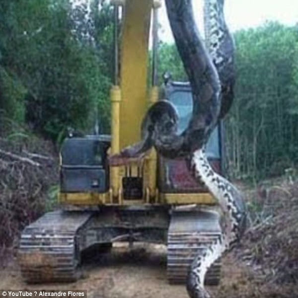 Construction workers discover 10m anaconda on Brazilian building site