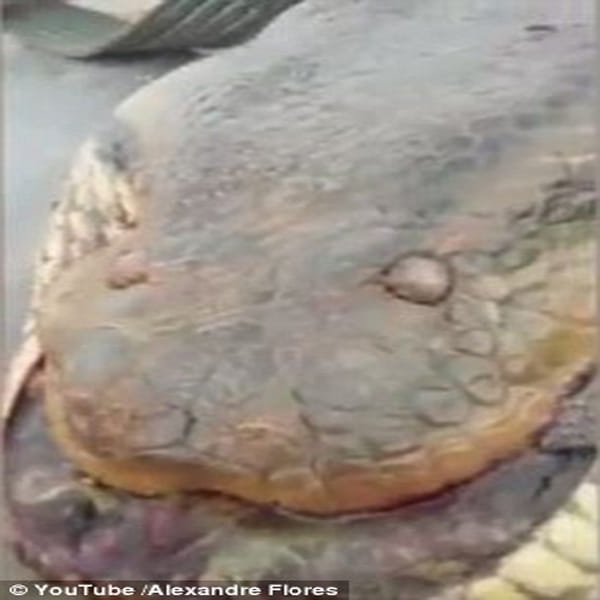 Construction workers discover 10m anaconda on Brazilian building site