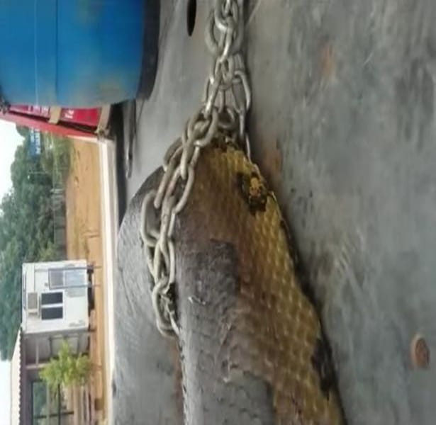 Construction workers discover 10m anaconda on Brazilian building site