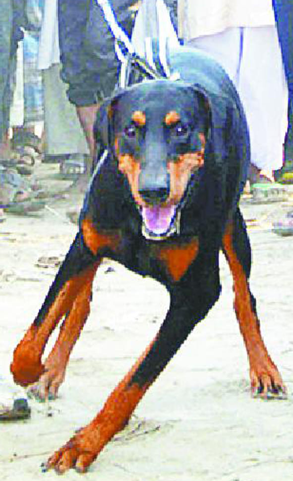  Each time the dog squad stumbles