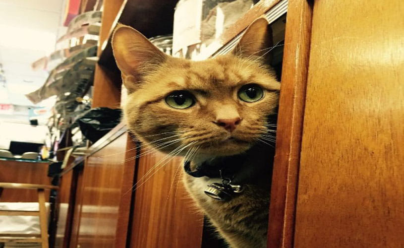 Cat runs store for nine years