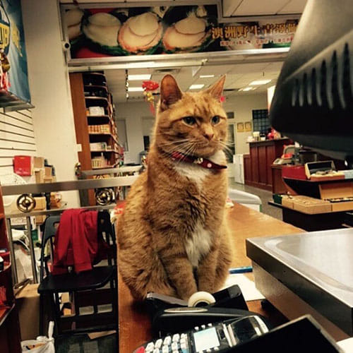 Cat runs store for nine years