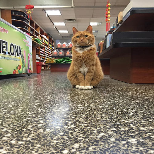 Cat runs store for nine years