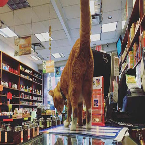 Cat runs store for nine years