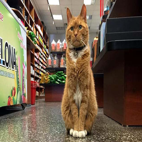 Cat runs store for nine years