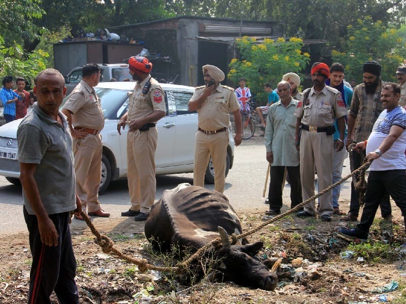 bull fight on road, pathankot bull fight on road, five injured in bull fight, pathankot, amritsar