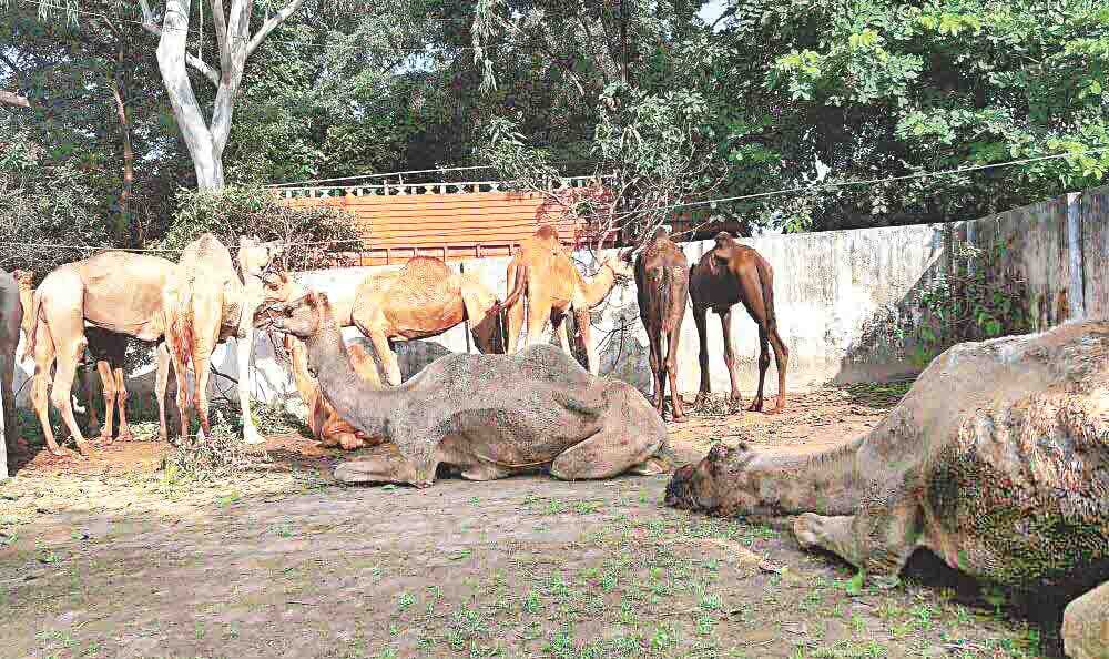 slater house,camel,amroha