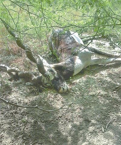 Another black buck hunting dogs