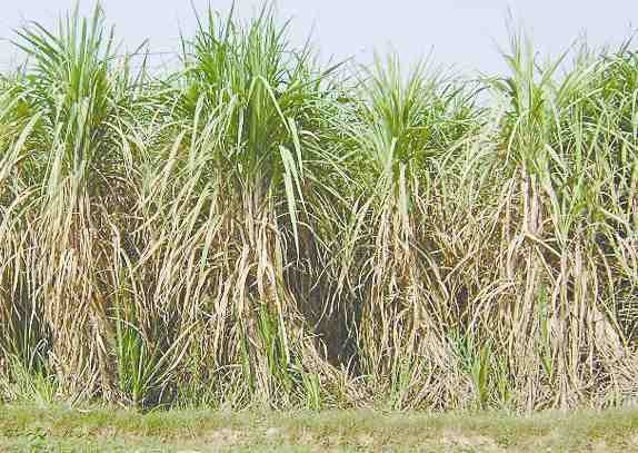 sugur stocks sold, did not pay