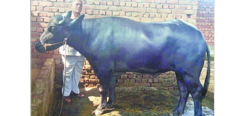 murrah buffalo Shera diet