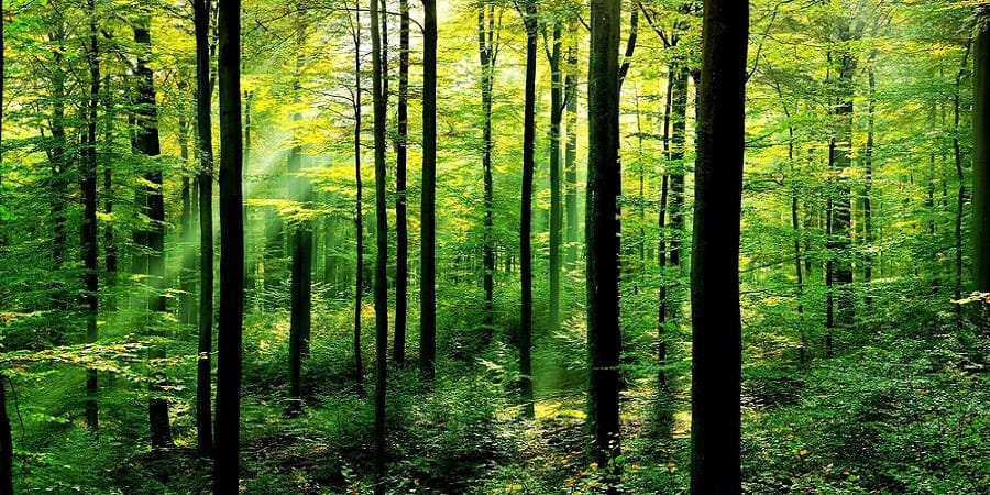 forest save gagaas river