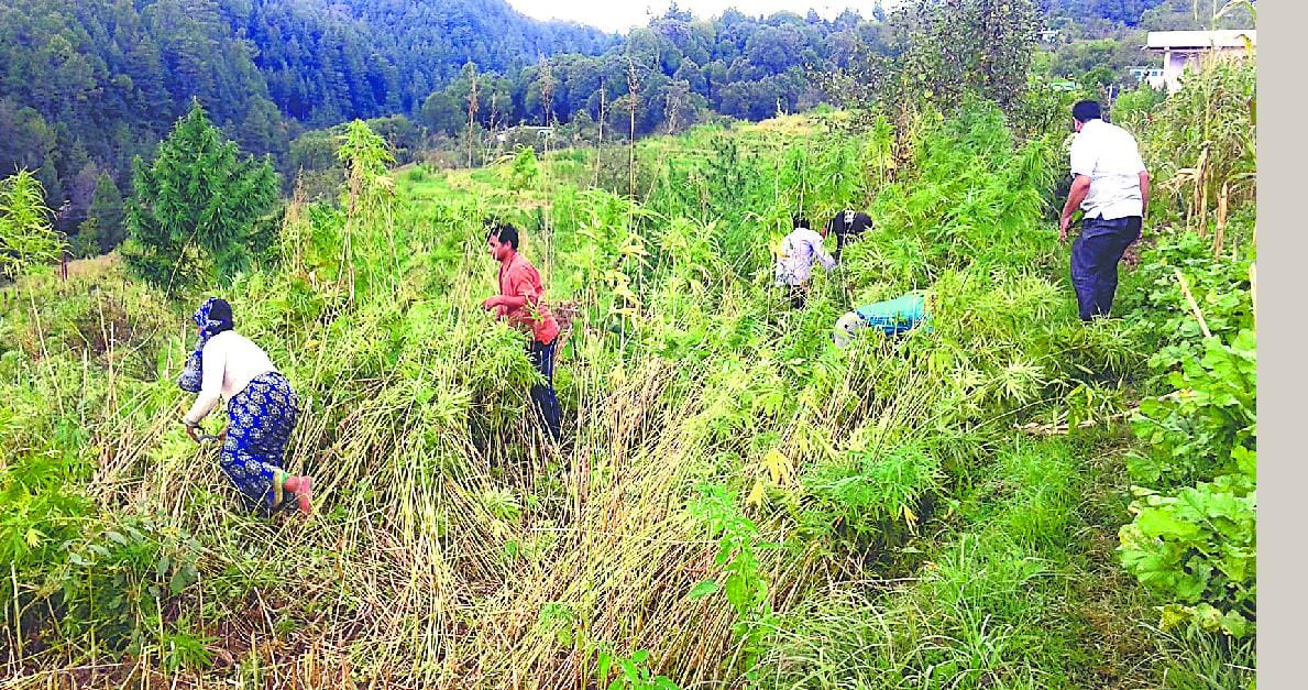 Hemp, Cannabis, Bhang is Beneficial for Money Earning and to Cure Diseases