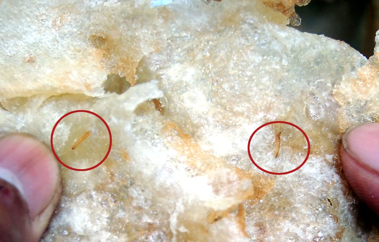 worm in food of university mess,