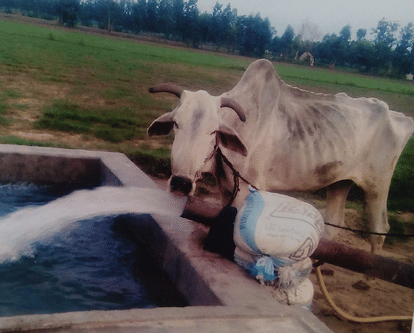 old Bull's unique service offered by the peasant family precedent