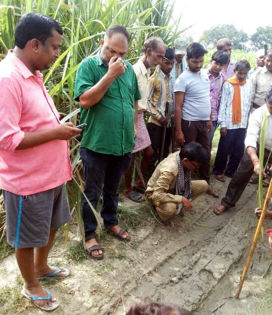 Tiger's walk Rural fearful