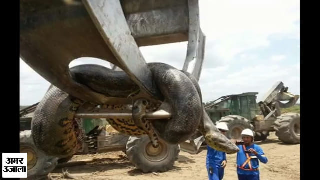 Anaconda