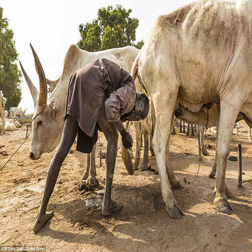  tribe that uses cow-urine showers