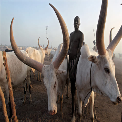  tribe that uses cow-urine showers