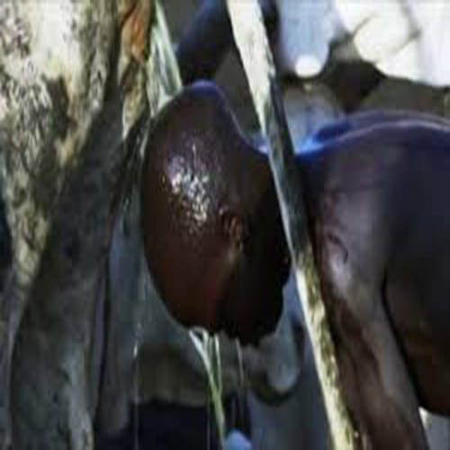  tribe that uses cow-urine showers
