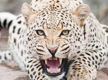 Mallawan Leopard awe looking for footprints are seeing
