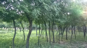 Went into the darkness of oblivion famous sandalwood forest