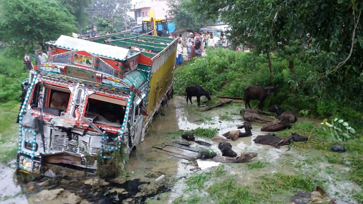 Reflex trucks, including 24 cattle killed youth