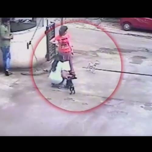 man beatan mother and daughter in Pune for saving stray dogs