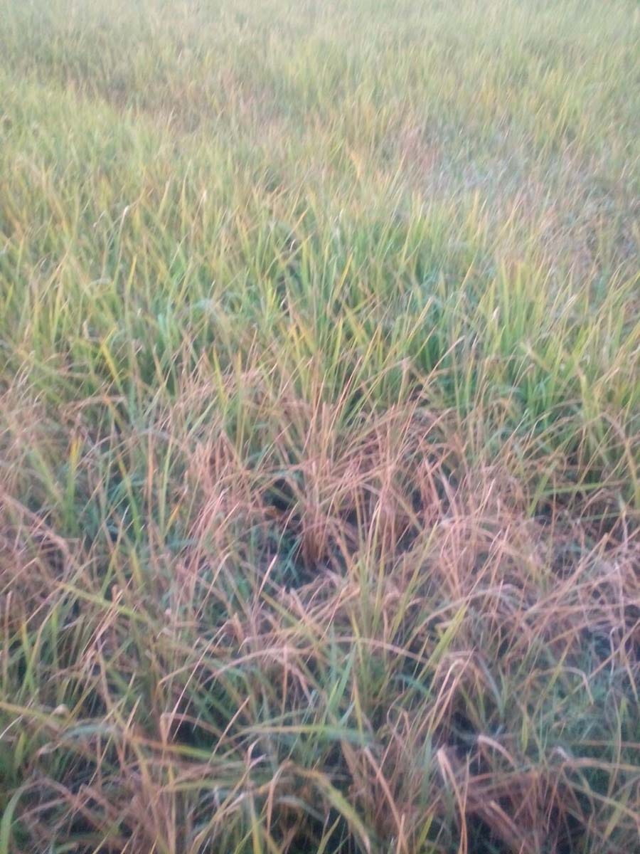 Fungal repellent paddy Thirty acres of crops
