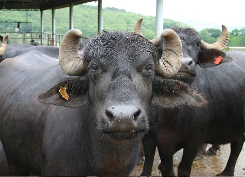 Rajasthan: Two thieves drown in chambal river who stolen buffaloes