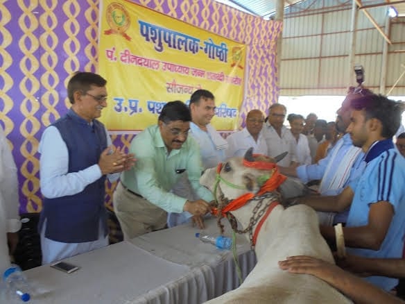 milk of foreign cow can cause cancer