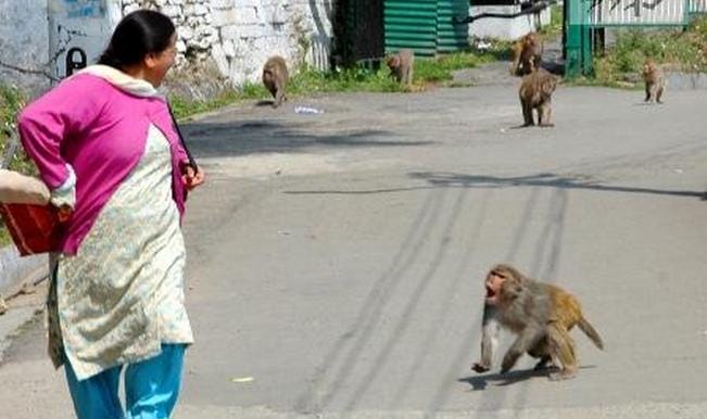 contempt notice issued order to catch monkey 